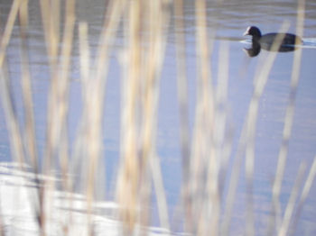 Una Folaga nel Lago di Campagna (32586 bytes)